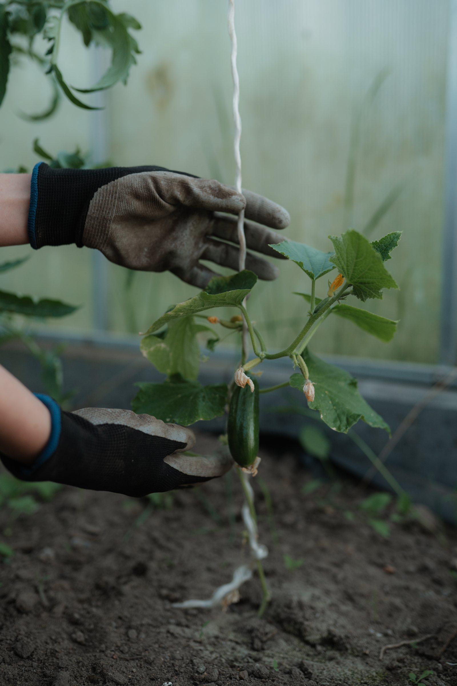 Hände bei der Gartenarbeit im Gewächshaus
