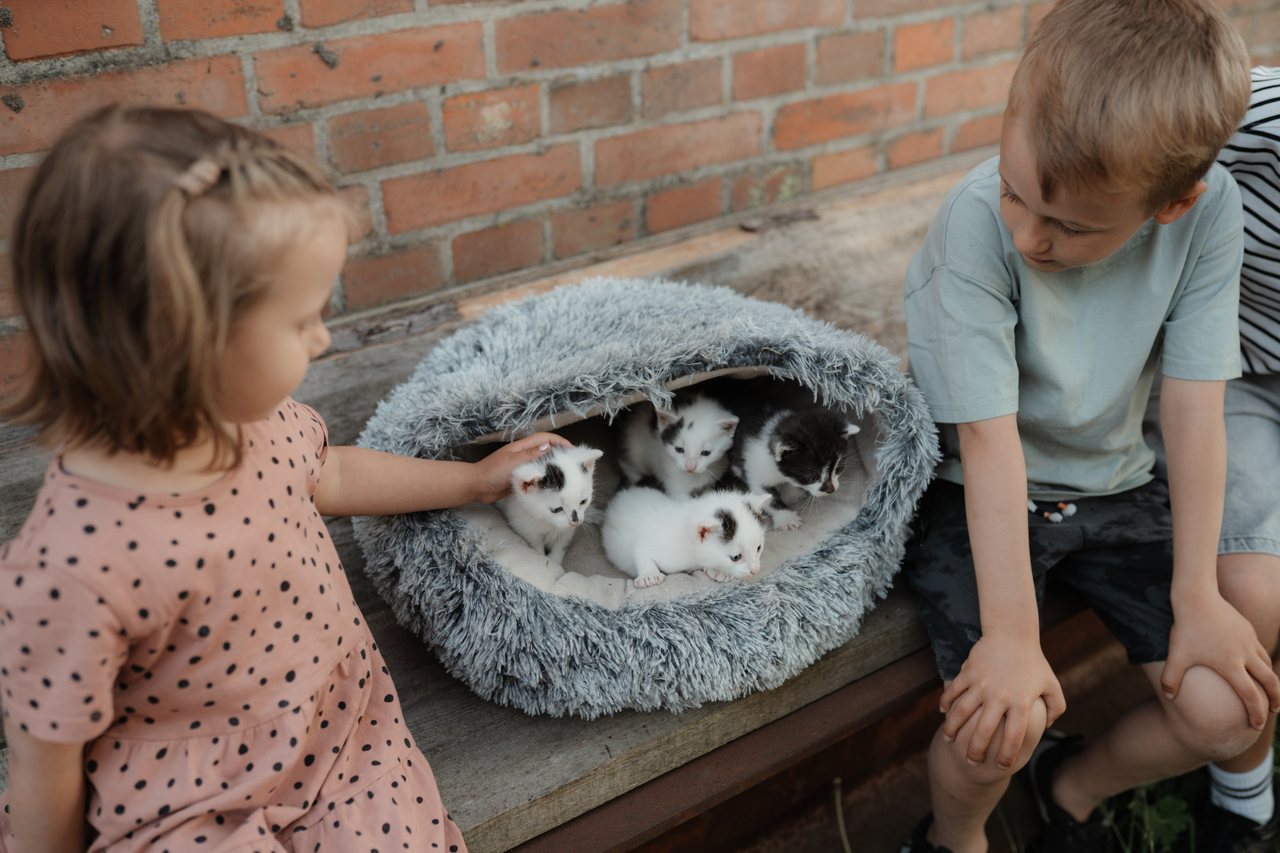 Kinder streicheln junge Katzen auf dem Eichenhof